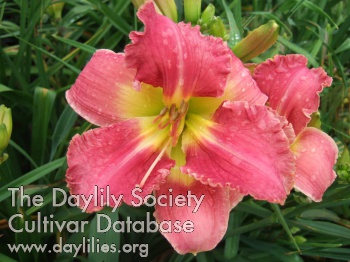 Daylily Casting Crowns